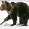 Grizzly Bear, Montana