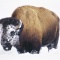 Bison's Face Covered in Snow, Yellowstone National Park, Montana