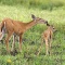 White Tail Deer Doe and Fawn, Florida