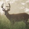 White Tail Buck in the Fog, Cades Cove, Tennessee