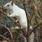 White Squirrel, North Florida