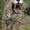 Jaguar Snarling, Belize