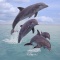 Dolphins Jumping, Honduras