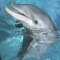 Bottlenose Dolphin, Florida