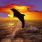 Dolphin Jumping at Sunset, Honduras