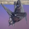 Maylayan Flying Fox Bat, South East Asia