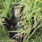 Chimpanzee Peeking From Tall Grasses