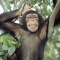 Chimpanzee in a Tree