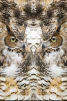 Nature Design-18 Owl