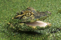 Baby Alligator in Duckweed, Florida