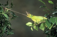Jackson Chameleon Reaching for Insect With Tongue, Africa