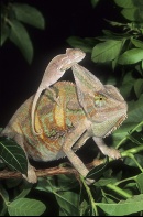 Veiled Chameleon Adult and Baby