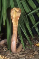 Albino Monocled Cobra, Naja naja kaouthia, Thailand