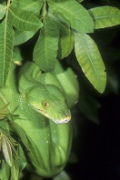 Rare, Green Tree Python, Chondropython, New Guinea