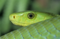 African Green Mamba Showing Face Detail, Dendroaspis angusticeps