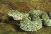 Rough-Scaled Bush Viper, Atheris squamiger, Tropical Africa