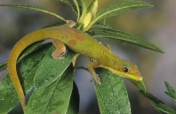 Gold Dust Day Gecko, Madagascar