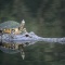 Painted Turtle Hitching a Ride on a Alligator, Florida