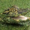 Baby Alligator in Duckweed, Florida