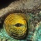 Parson's Chameleon Eye Detail, Madagascar