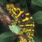 Female Minor Chameleon, Madagascar