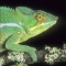Panther Chameleon, Madagascar