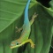 Blue Tailed Day Gecko, Madagascar
