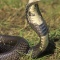Monocled Cobra, Naja naja, India
