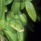 Rare, Green Tree Python, Chondropython, New Guinea