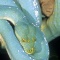 Blue Phase of The Green Tree Python, New Guinea