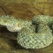 Rough-Scaled Bush Viper, Atheris squamiger, Tropical Africa