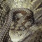 Yucatan Tropical Rattlesnake, Belize
