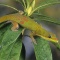 Gold Dust Day Gecko, Madagascar