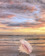 Pink Conch Shell at Sunset