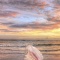 Pink Conch Shell at Sunset